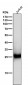 Anti-ZNRF2 Rabbit Monoclonal Antibody